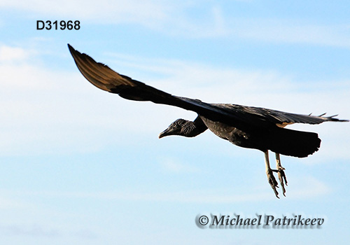 American Black Vulture (Coragyps atratus)